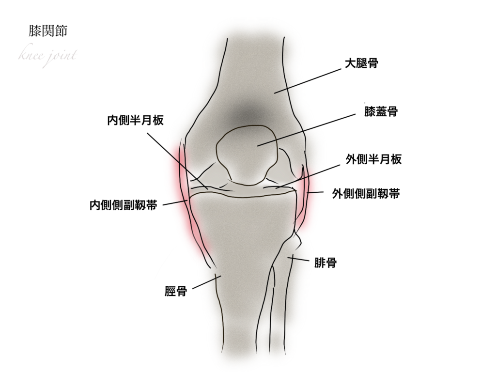 膝関節　構造