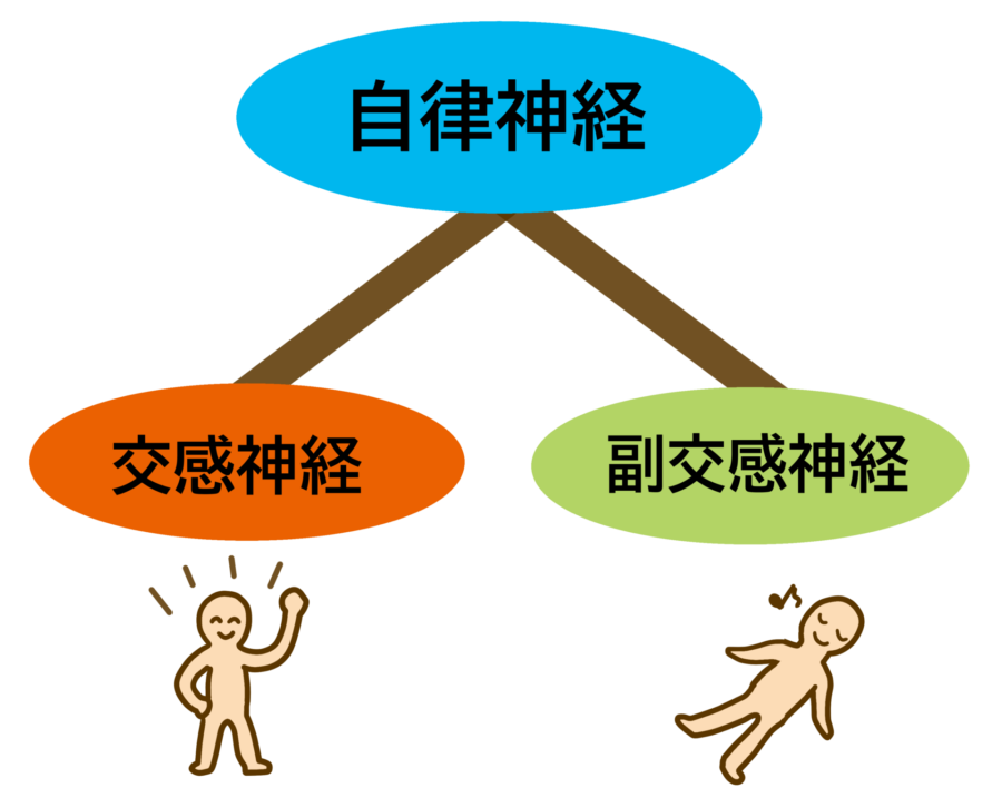 自律神経