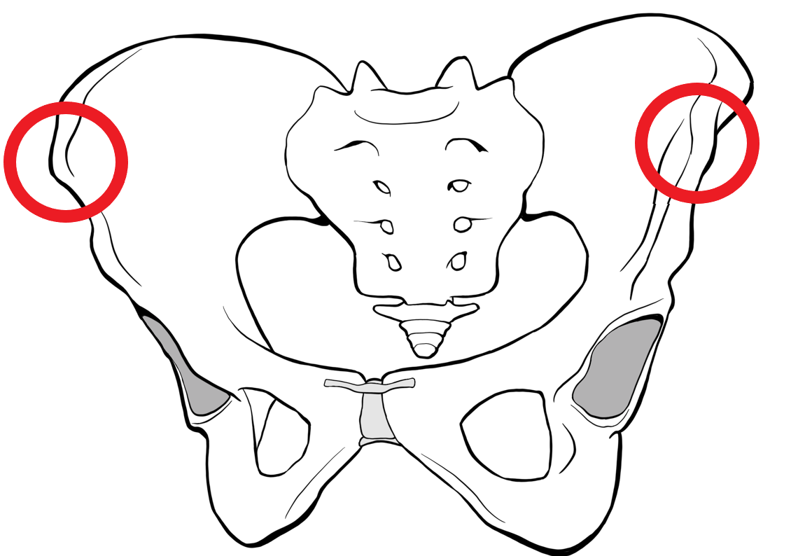 骨盤、上前腸骨棘