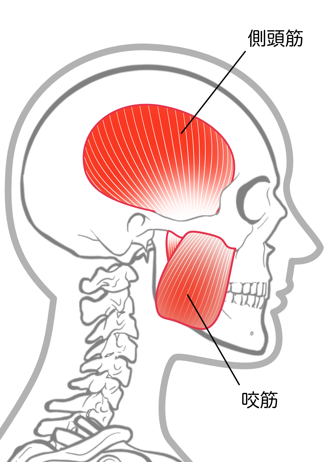 側頭筋、咬筋の位置と筋肉の走行