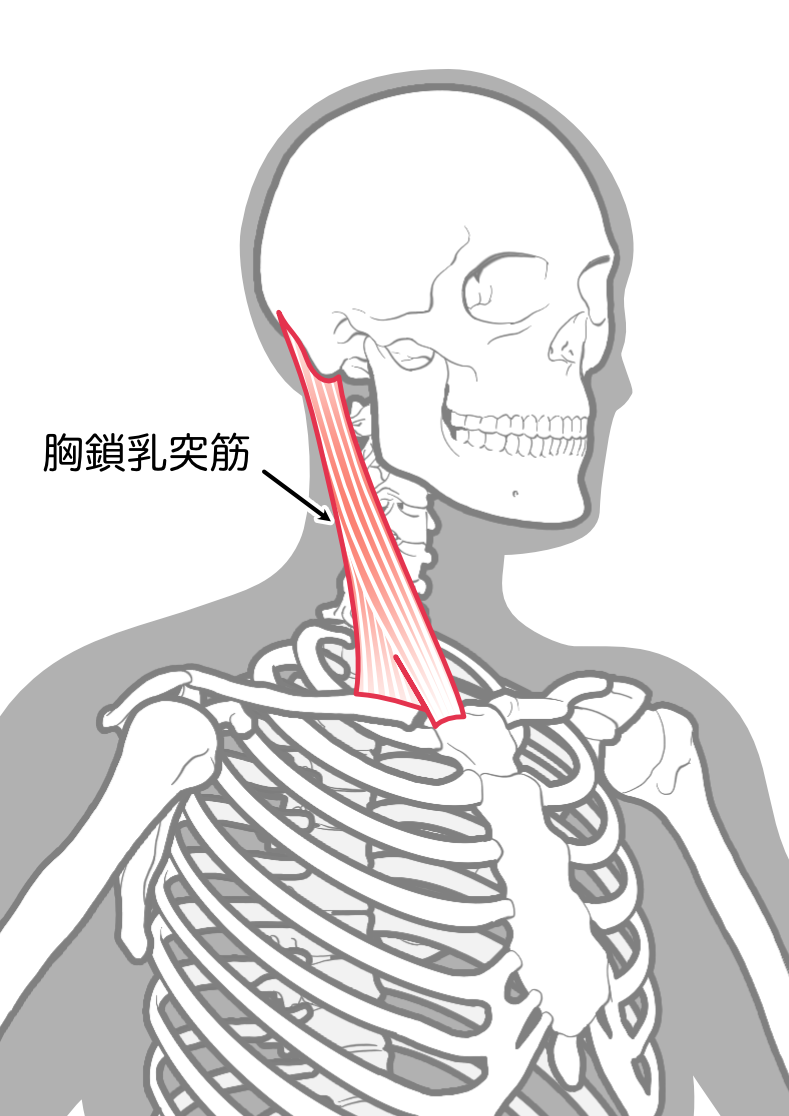 胸鎖乳突筋のイメージ画像